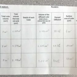 Diffusion and cell size lab answers