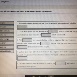 Complete this vocabulary exercise relating to enzymes.