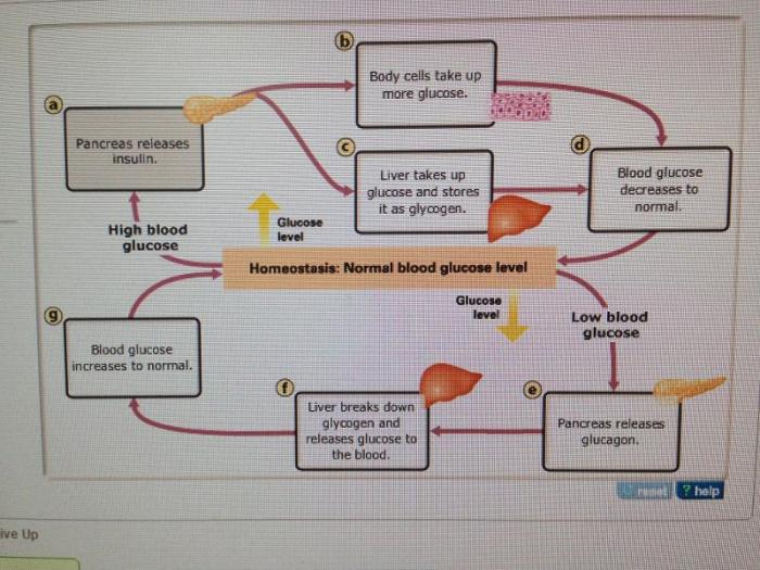 Bioflix activity homeostasis low blood glucose