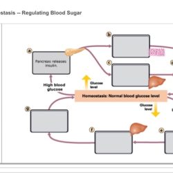 Bioflix activity homeostasis low blood glucose