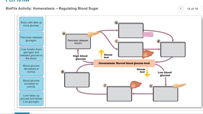 Bioflix activity homeostasis low blood glucose