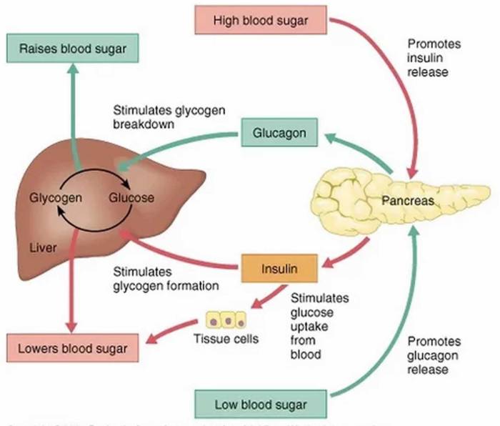 Homeostasis bioflix glucose blood high solved sugary snack eat body activity answer problem been has