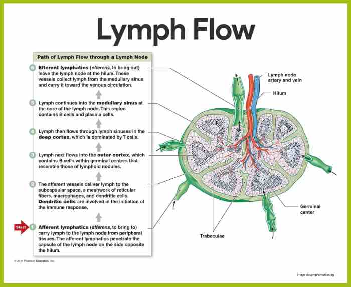 Lymphatic system lymph organs vessels figure nodes body human libretexts network spleen well pageindex includes such