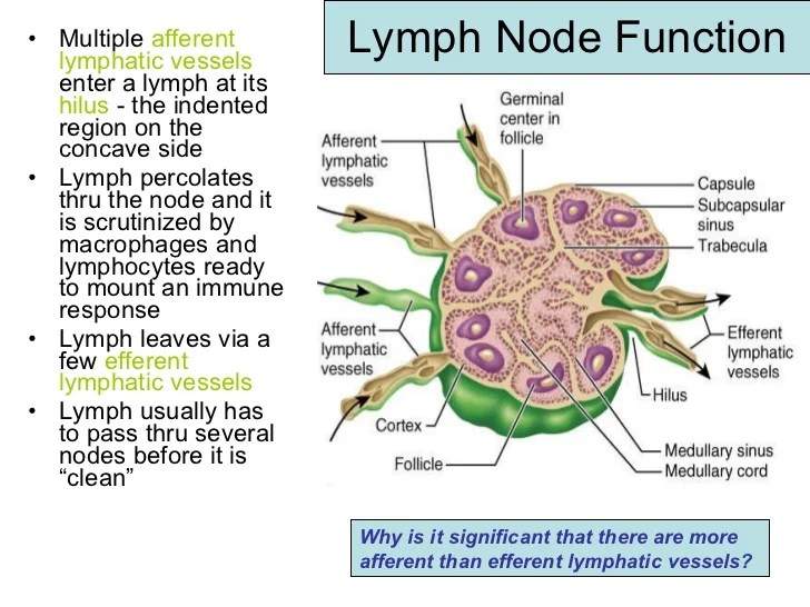 Concept map lymph node and spleen structure and function