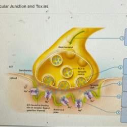 Clinical scenario the neuromuscular junction and toxins