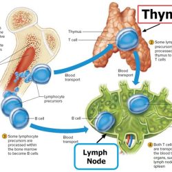 Lymphatic system physiology spleen lymph organ nurseslabs nodes soft