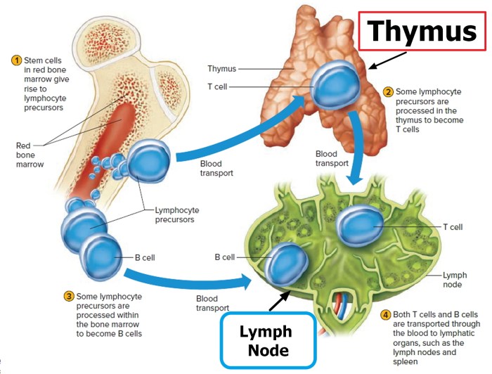 Lymphatic system physiology spleen lymph organ nurseslabs nodes soft