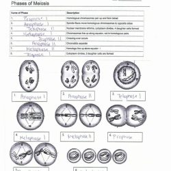 Mitosis and meiosis worksheet with answer key