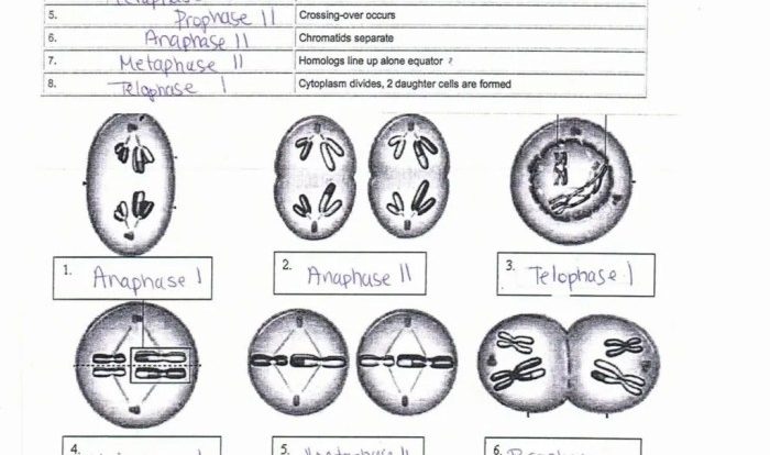 Mitosis and meiosis worksheet with answer key