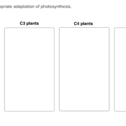 Photosystem appropriate place item transcribed text show