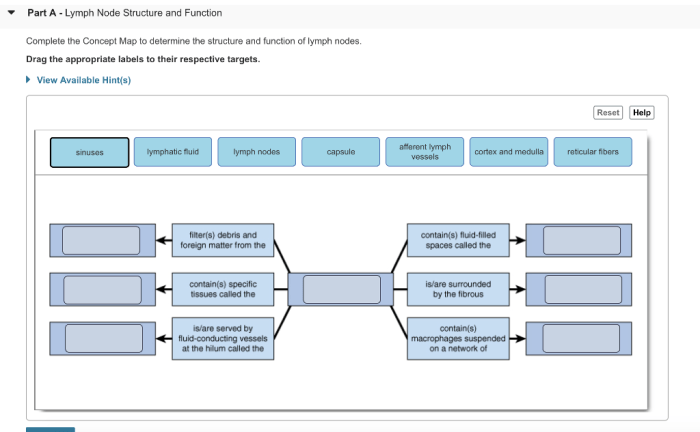 Concept map lymph node and spleen structure and function